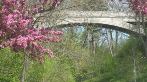 bridge with flowering trees on the side