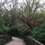 bridge into colorful trees