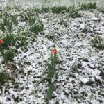 red tulip on snowy lawn